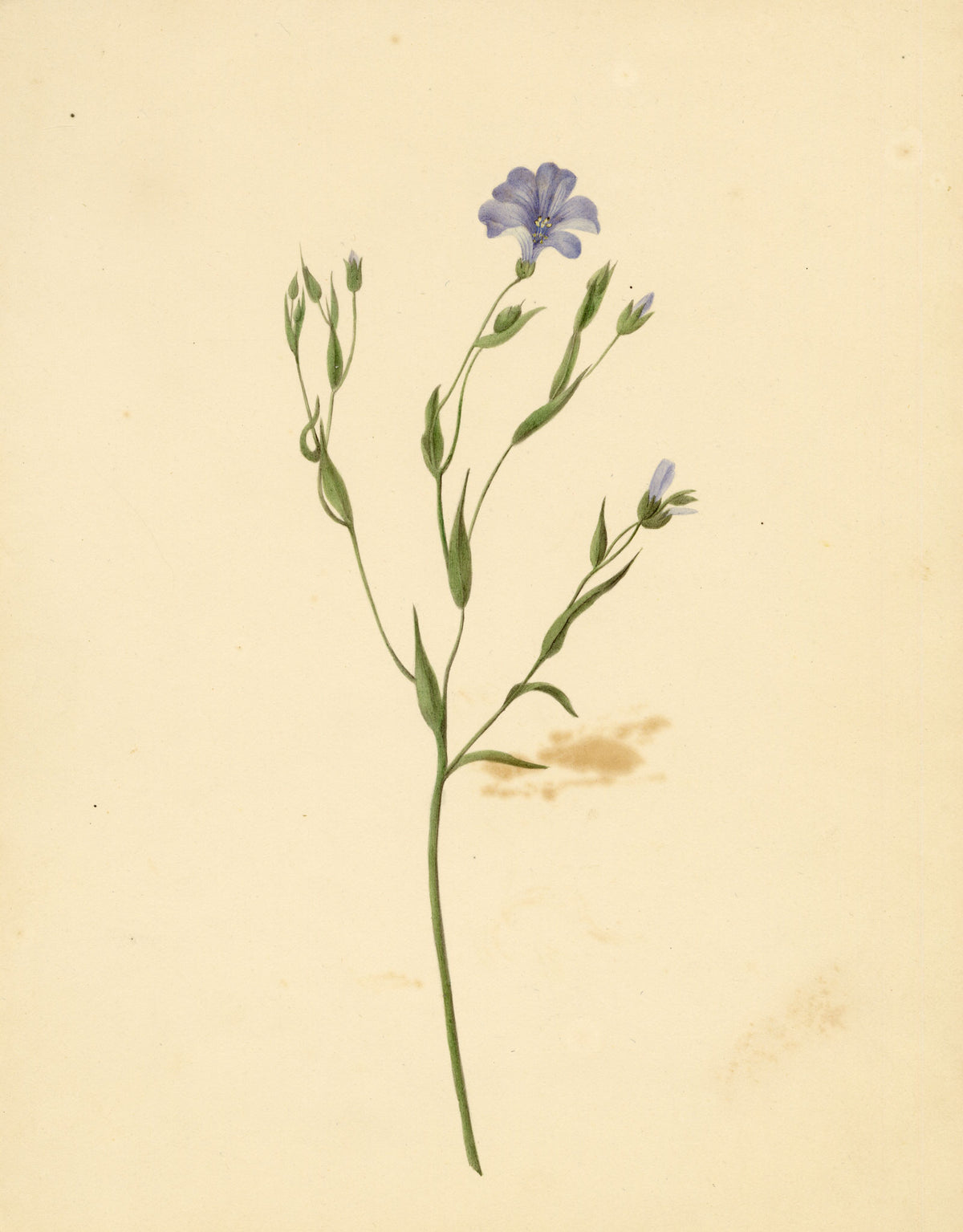 Anon., Common Flax Flower (Linum usitatissimum), Ripon, Yorkshire – c.1835 watercolour painting