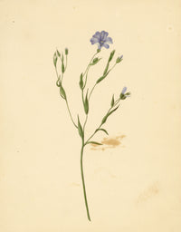 Anon., Common Flax Flower (Linum usitatissimum), Ripon, Yorkshire – c.1835 watercolour painting