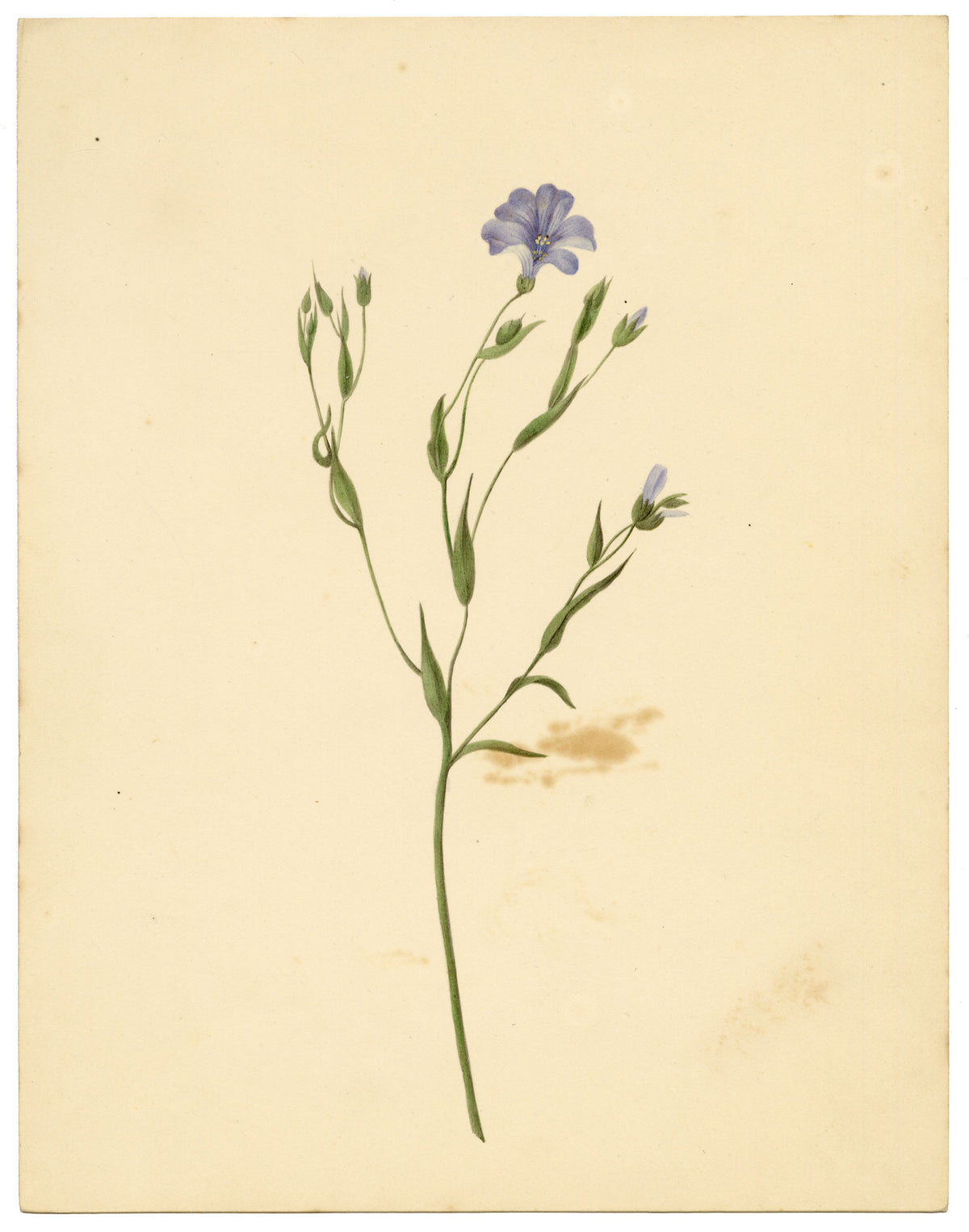Anon., Common Flax Flower (Linum usitatissimum), Ripon, Yorkshire – c.1835 watercolour painting