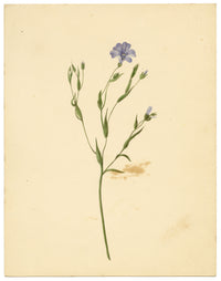 Anon., Common Flax Flower (Linum usitatissimum), Ripon, Yorkshire – c.1835 watercolour painting