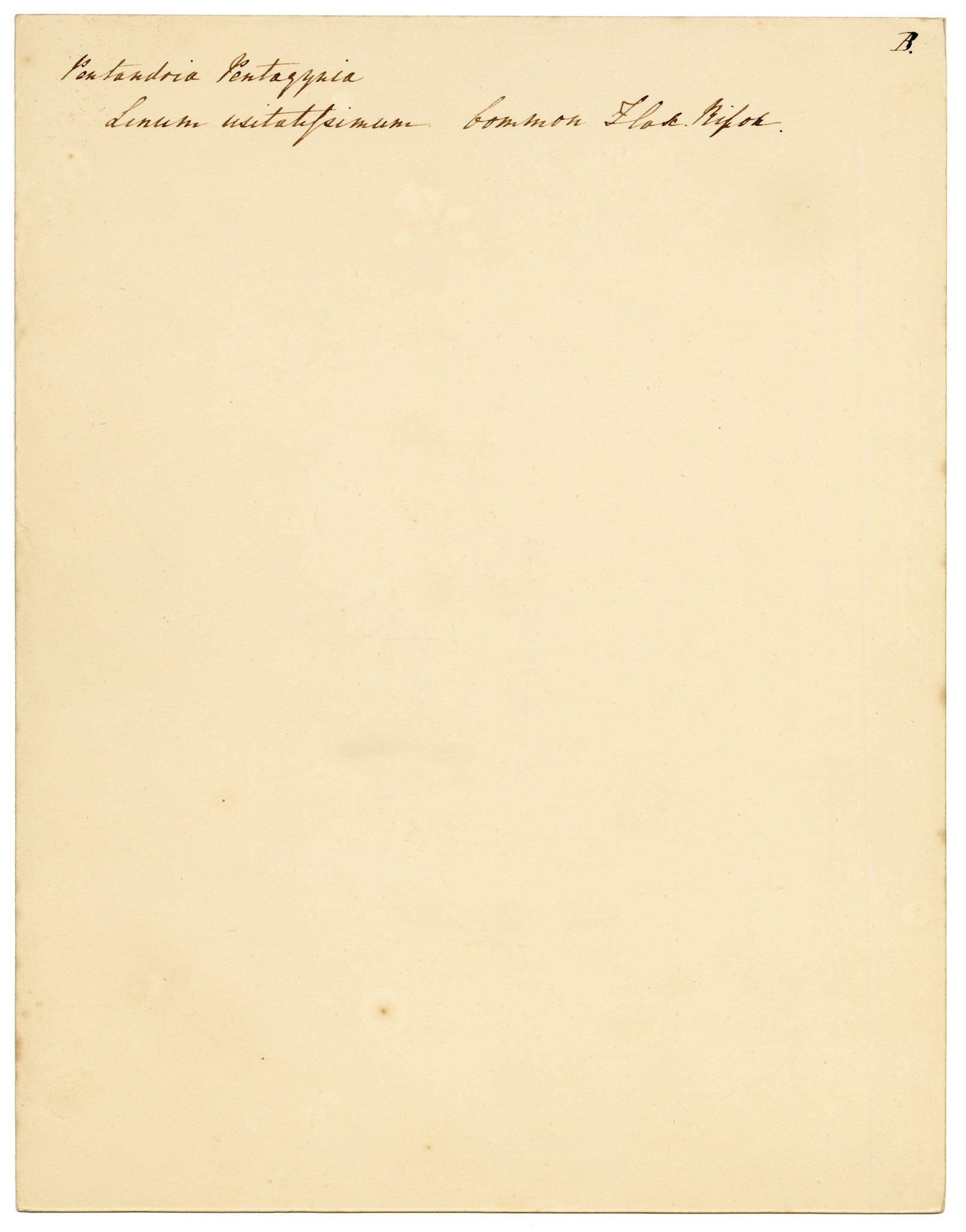 Anon., Common Flax Flower (Linum usitatissimum), Ripon, Yorkshire – c.1835 watercolour painting