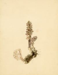 Anon., Greater Toothwort Flower (Lathraea squamaria) – c.1835 watercolour painting