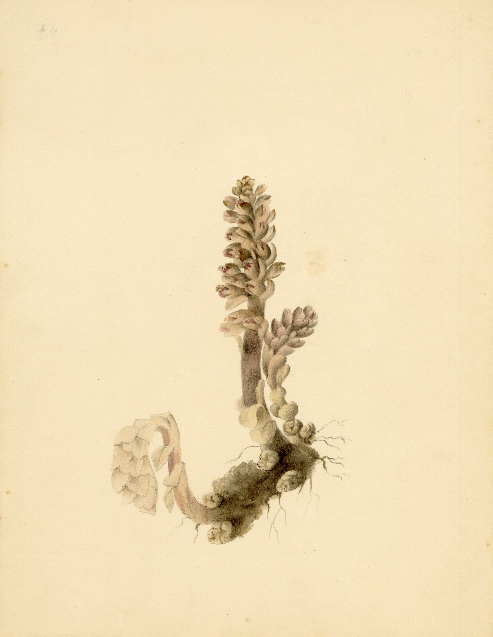Anon., Greater Toothwort Flower (Lathraea squamaria) – c.1835 watercolour painting
