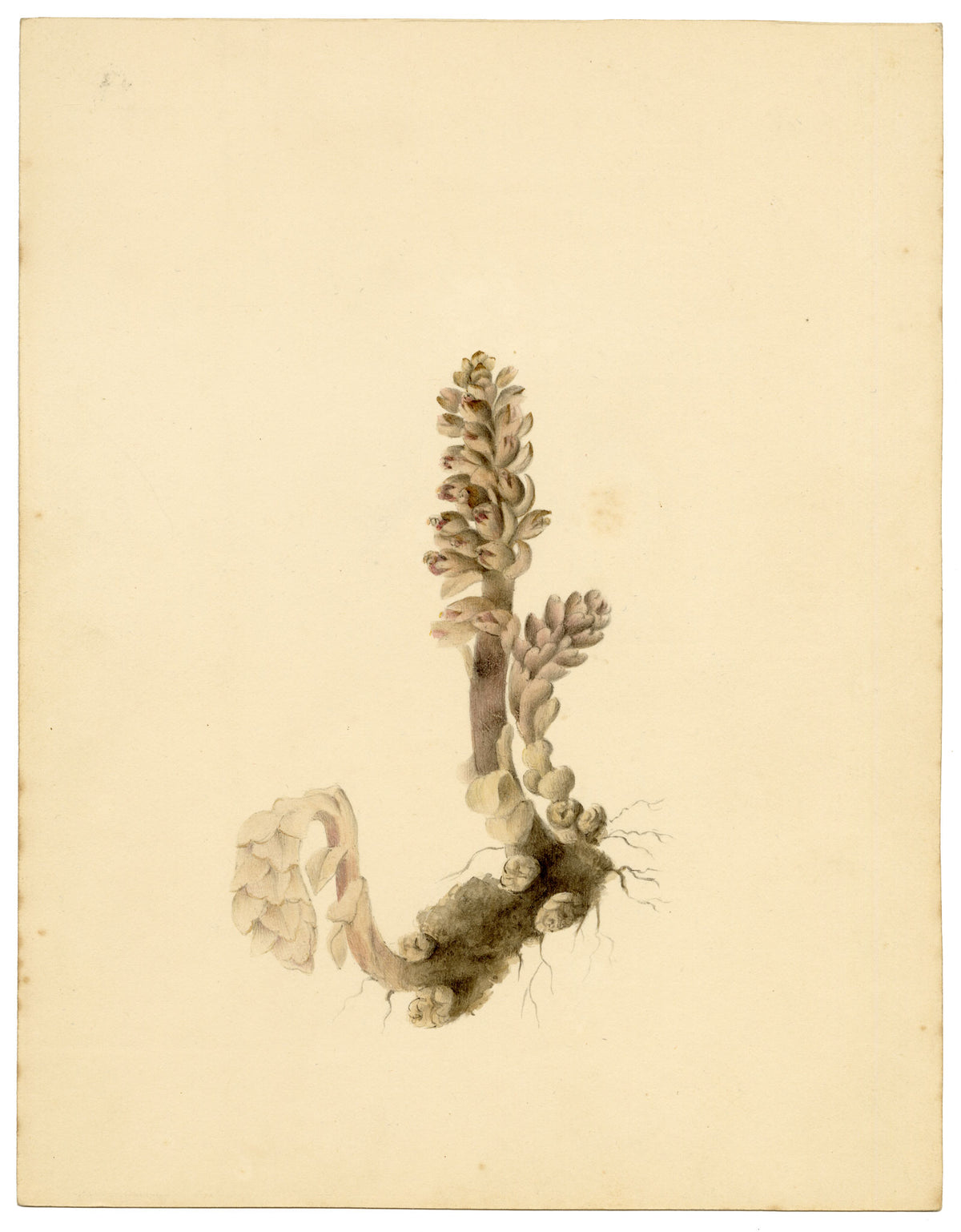 Anon., Greater Toothwort Flower (Lathraea squamaria) – c.1835 watercolour painting