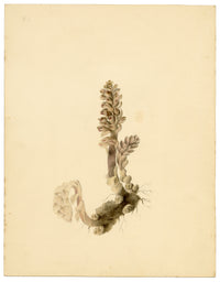 Anon., Greater Toothwort Flower (Lathraea squamaria) – c.1835 watercolour painting