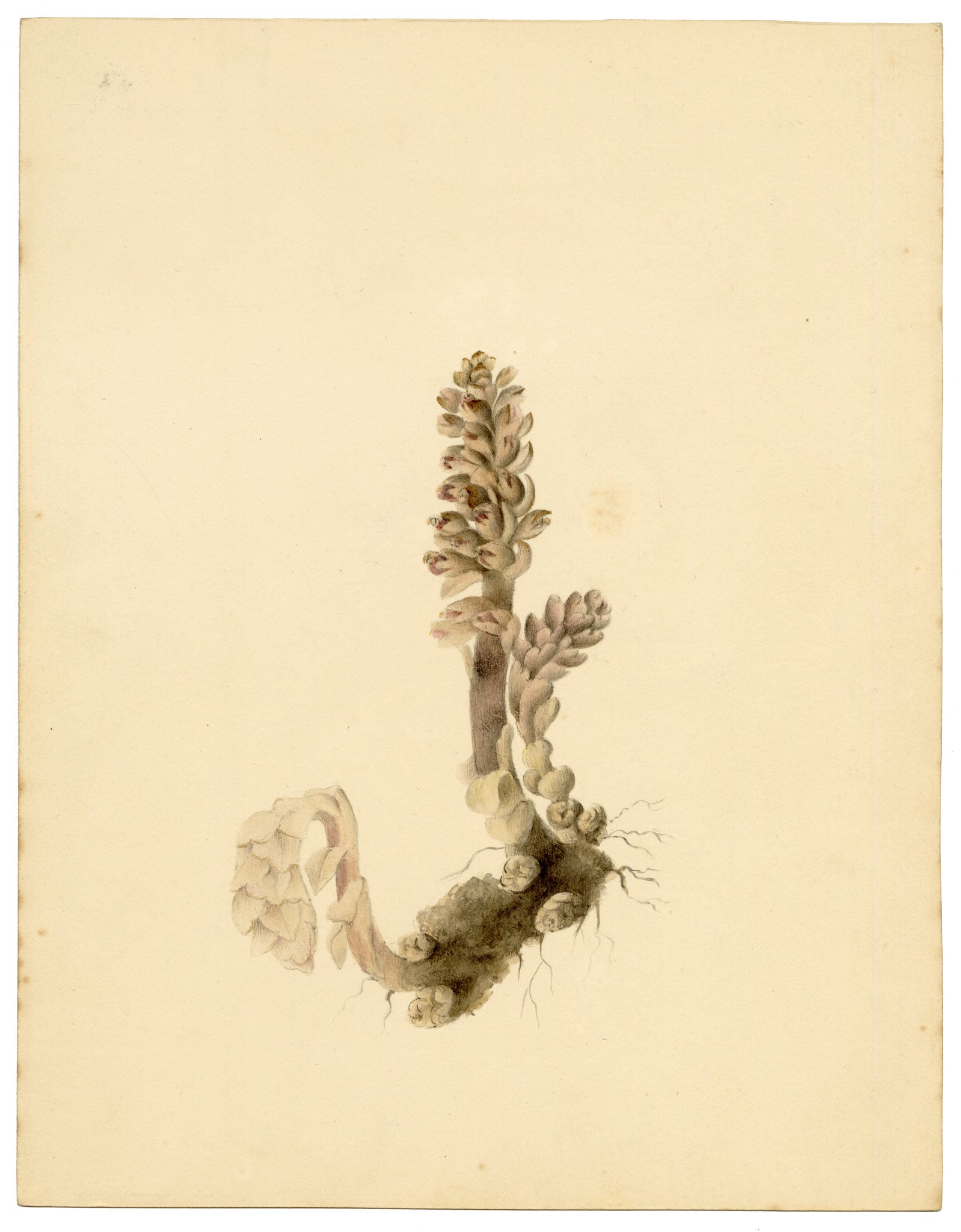 Anon., Greater Toothwort Flower (Lathraea squamaria) – c.1835 watercolour painting