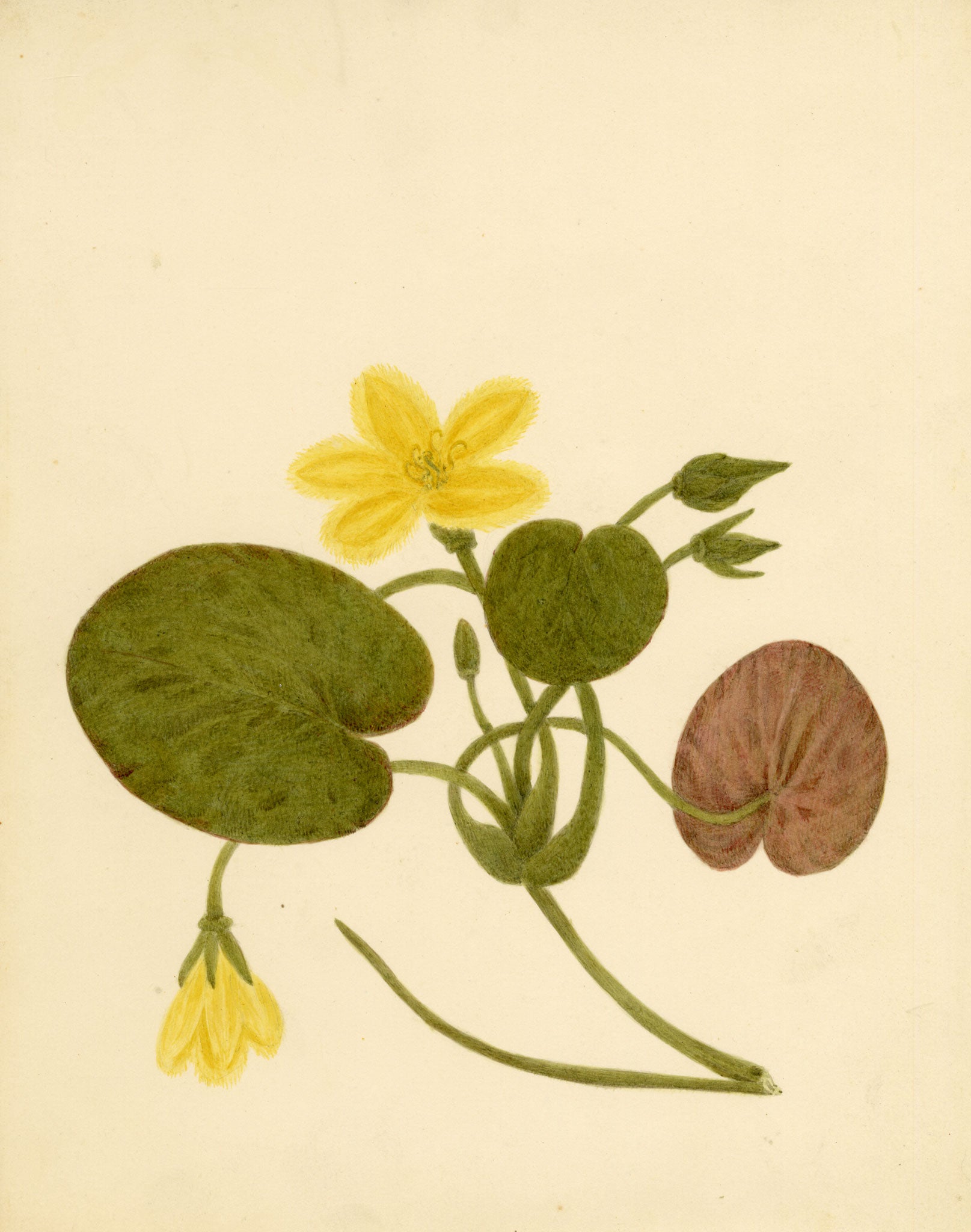 Anon., Fringed Water-lily Flower (Nymphoides peltata) – c.1835 watercolour painting
