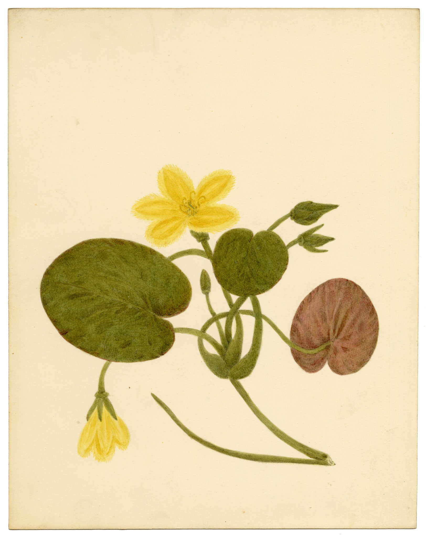Anon., Fringed Water-lily Flower (Nymphoides peltata) – c.1835 watercolour painting