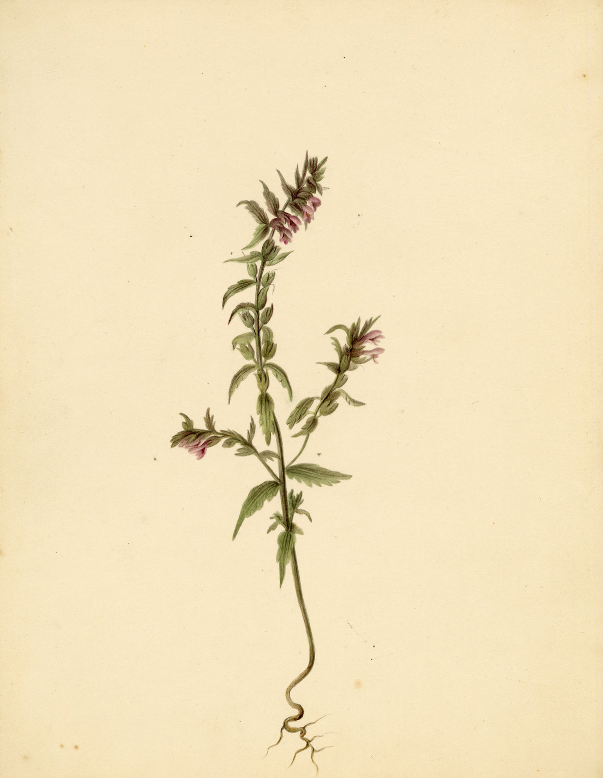 Anon., Red Bartsia Flower (Odontites vernus), High Lane to Settle – c.1835 watercolour painting