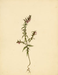 Anon., Red Bartsia Flower (Odontites vernus), High Lane to Settle – c.1835 watercolour painting