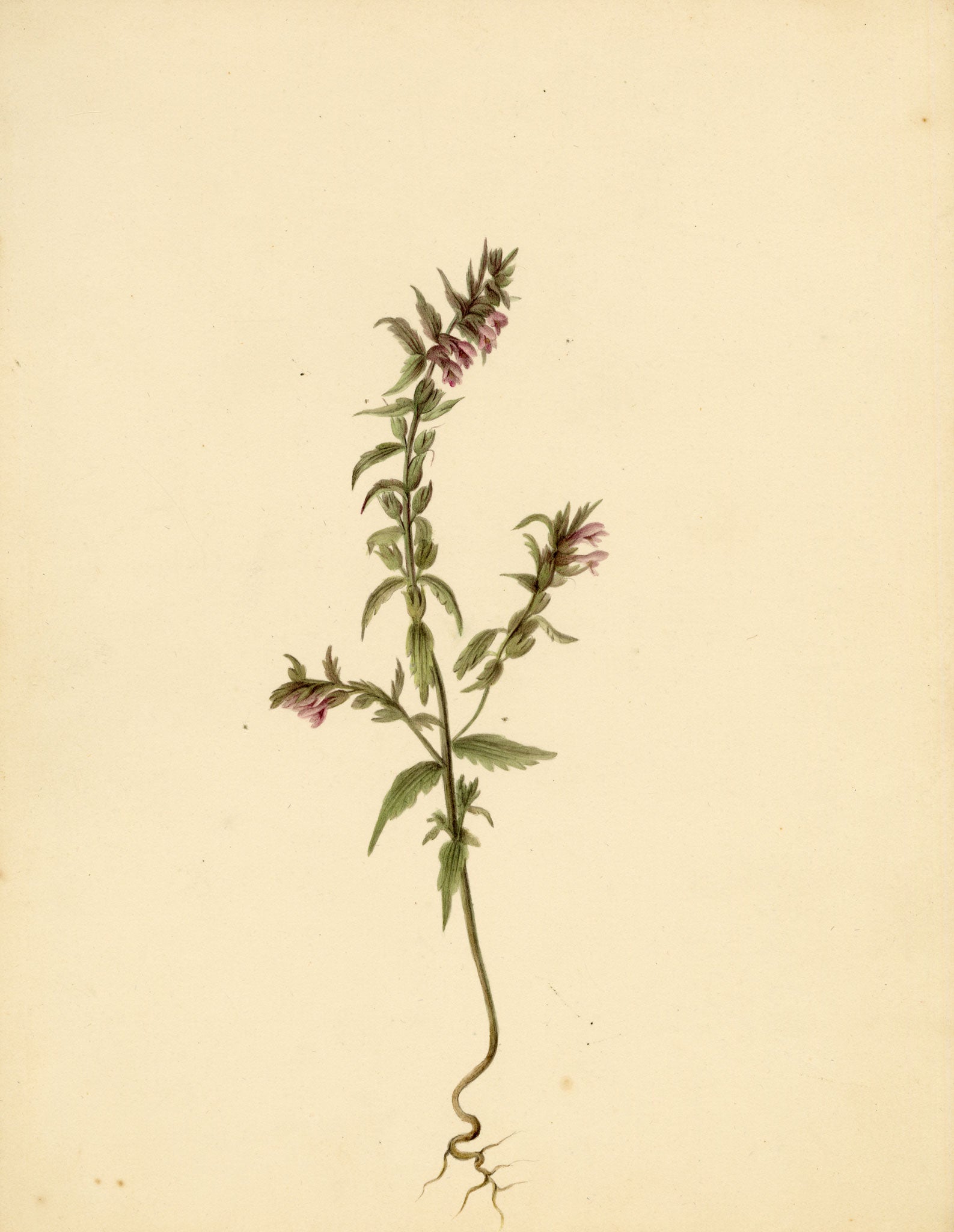 Anon., Red Bartsia Flower (Odontites vernus), High Lane to Settle – c.1835 watercolour painting