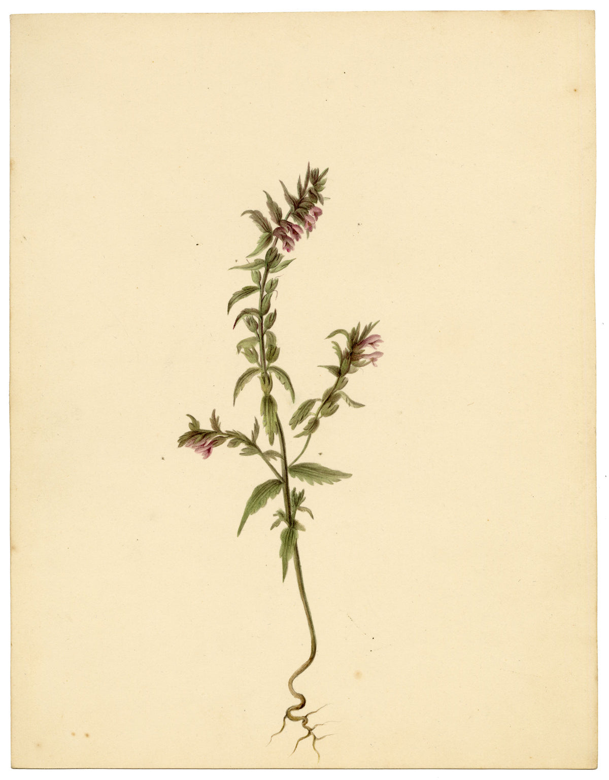 Anon., Red Bartsia Flower (Odontites vernus), High Lane to Settle – c.1835 watercolour painting