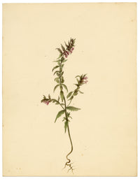 Anon., Red Bartsia Flower (Odontites vernus), High Lane to Settle – c.1835 watercolour painting
