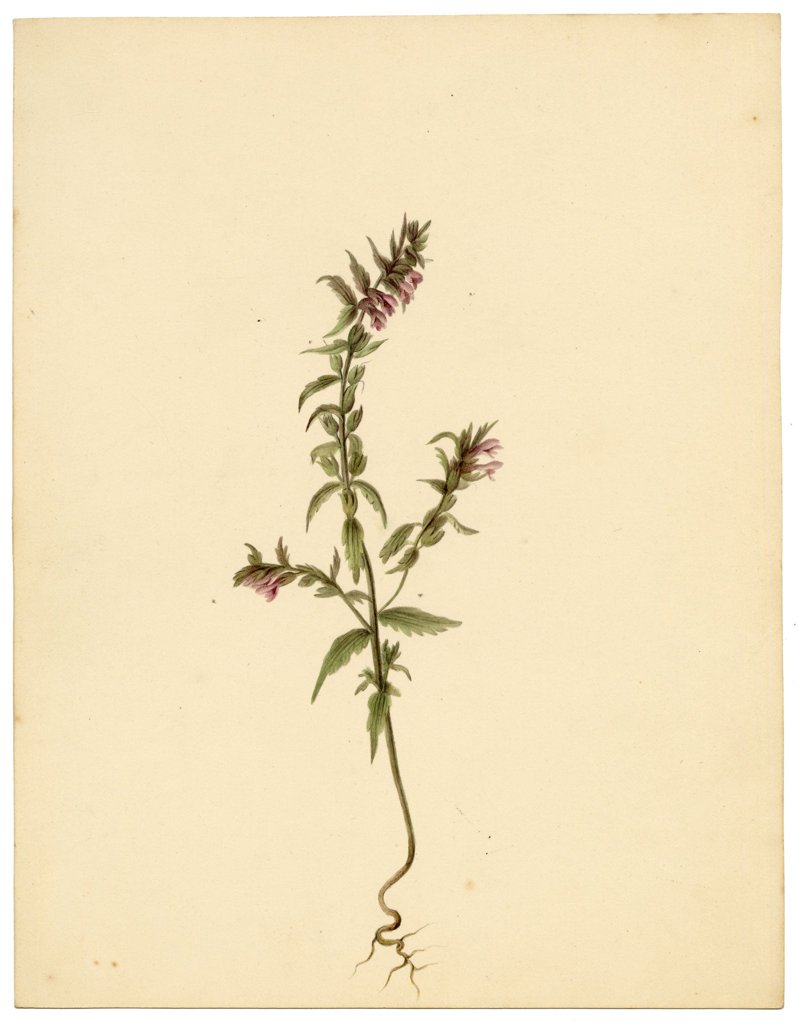 Anon., Red Bartsia Flower (Odontites vernus), High Lane to Settle – c.1835 watercolour painting