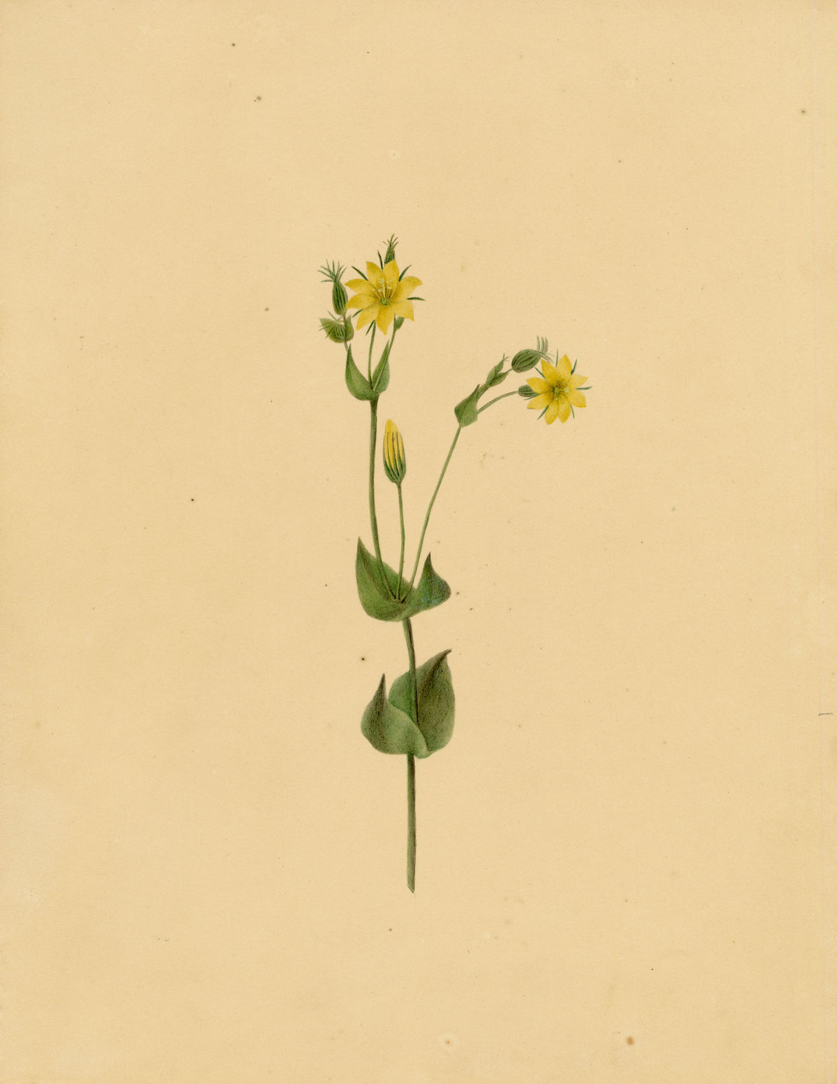 Anon., Yellow-wort Flower (Chlora perfoliata) – c.1835 watercolour painting