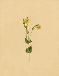 Anon., Yellow-wort Flower (Chlora perfoliata) – c.1835 watercolour painting