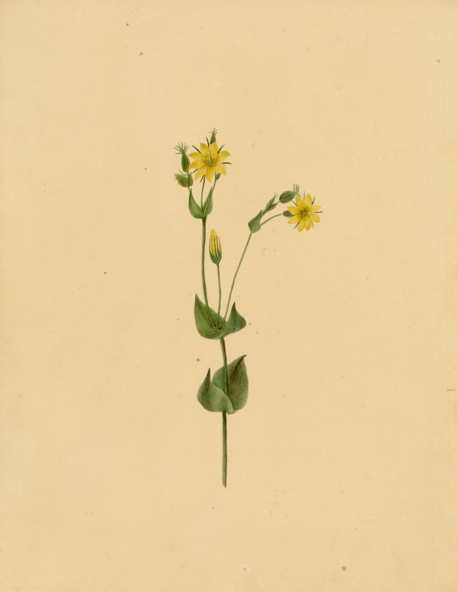 Anon., Yellow-wort Flower (Chlora perfoliata) – c.1835 watercolour painting