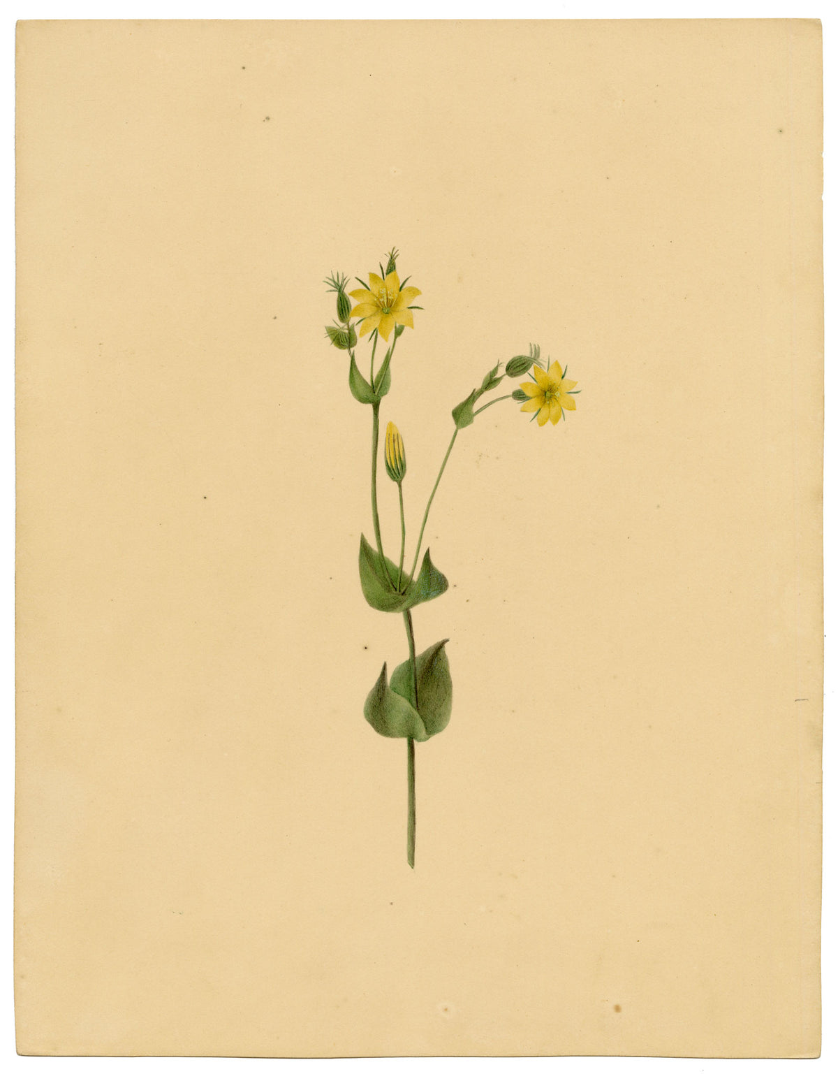 Anon., Yellow-wort Flower (Chlora perfoliata) – c.1835 watercolour painting