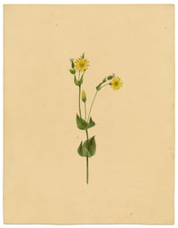 Anon., Yellow-wort Flower (Chlora perfoliata) – c.1835 watercolour painting