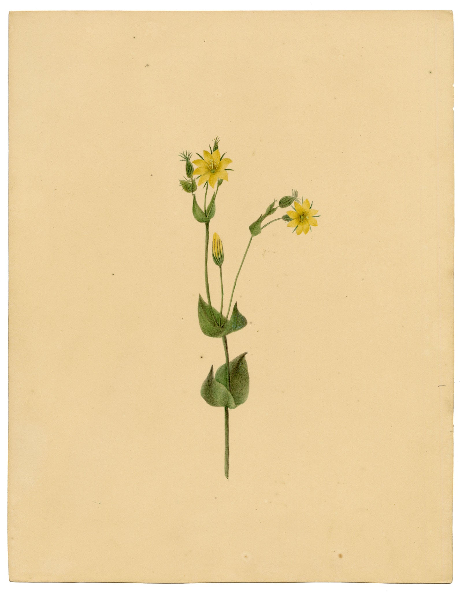 Anon., Yellow-wort Flower (Chlora perfoliata) – c.1835 watercolour painting
