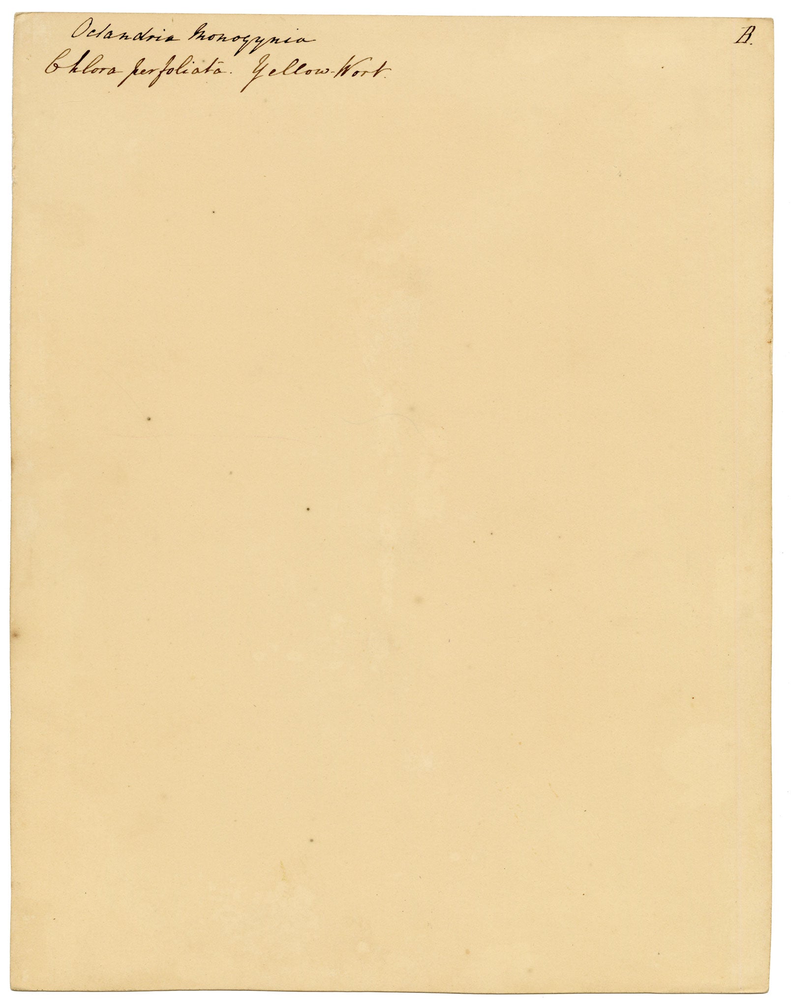 Anon., Yellow-wort Flower (Chlora perfoliata) – c.1835 watercolour painting