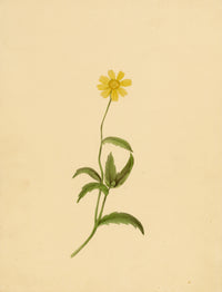 Anon., Corn Marigold Flower (Chrysanthemum segetum) – c.1835 watercolour painting