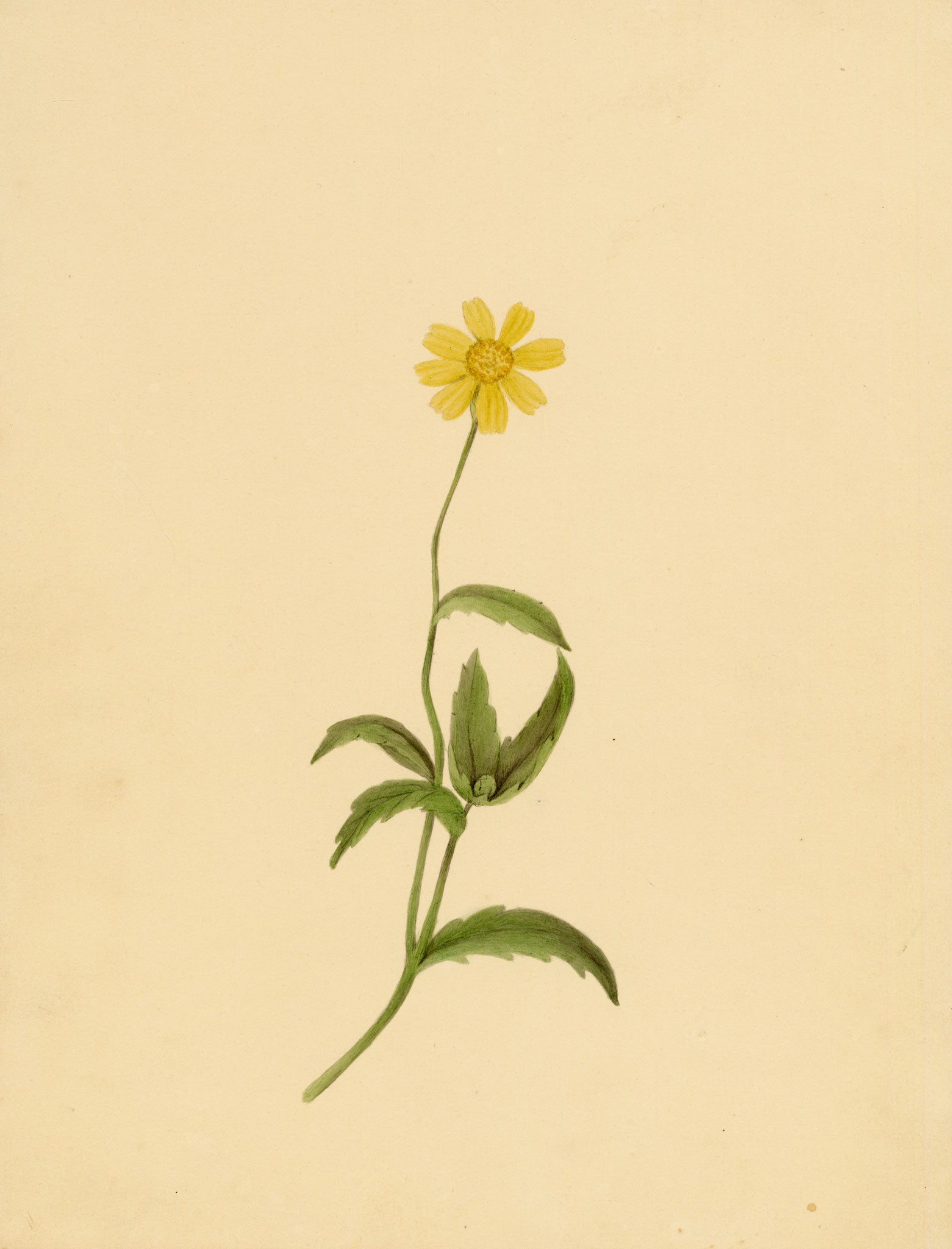 Anon., Corn Marigold Flower (Chrysanthemum segetum) – c.1835 watercolour painting