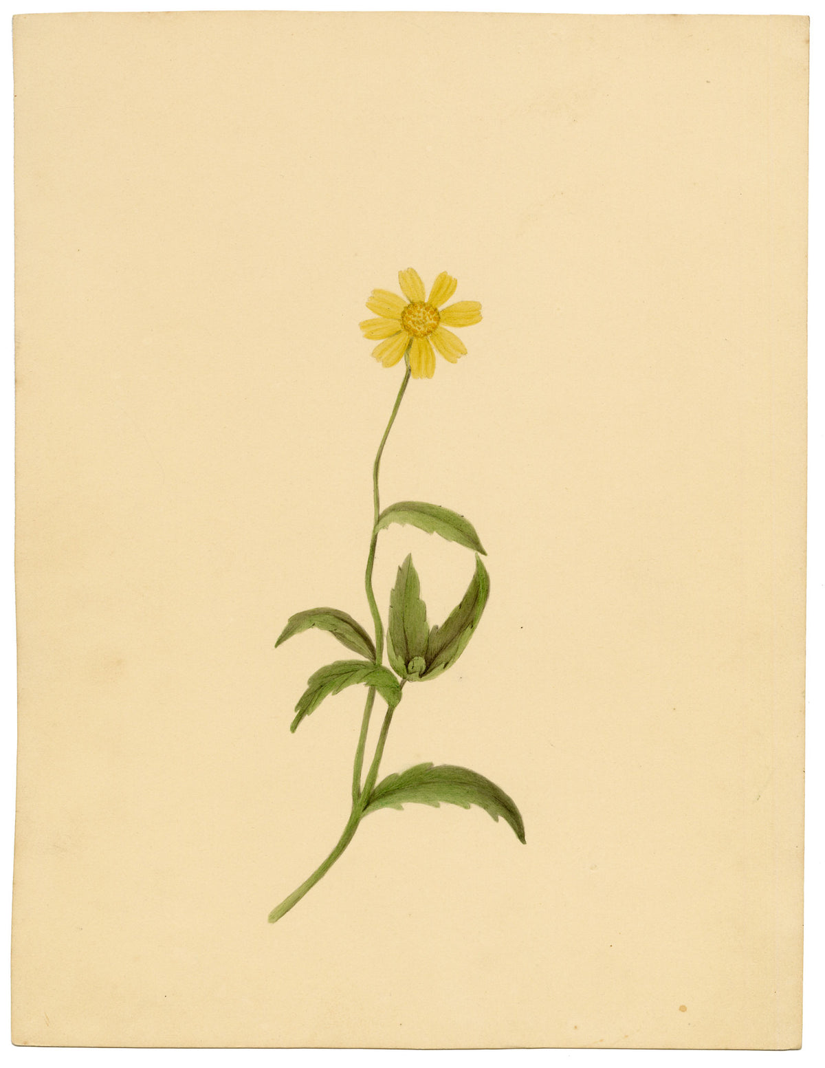 Anon., Corn Marigold Flower (Chrysanthemum segetum) – c.1835 watercolour painting