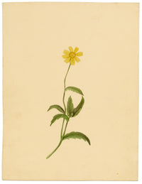 Anon., Corn Marigold Flower (Chrysanthemum segetum) – c.1835 watercolour painting