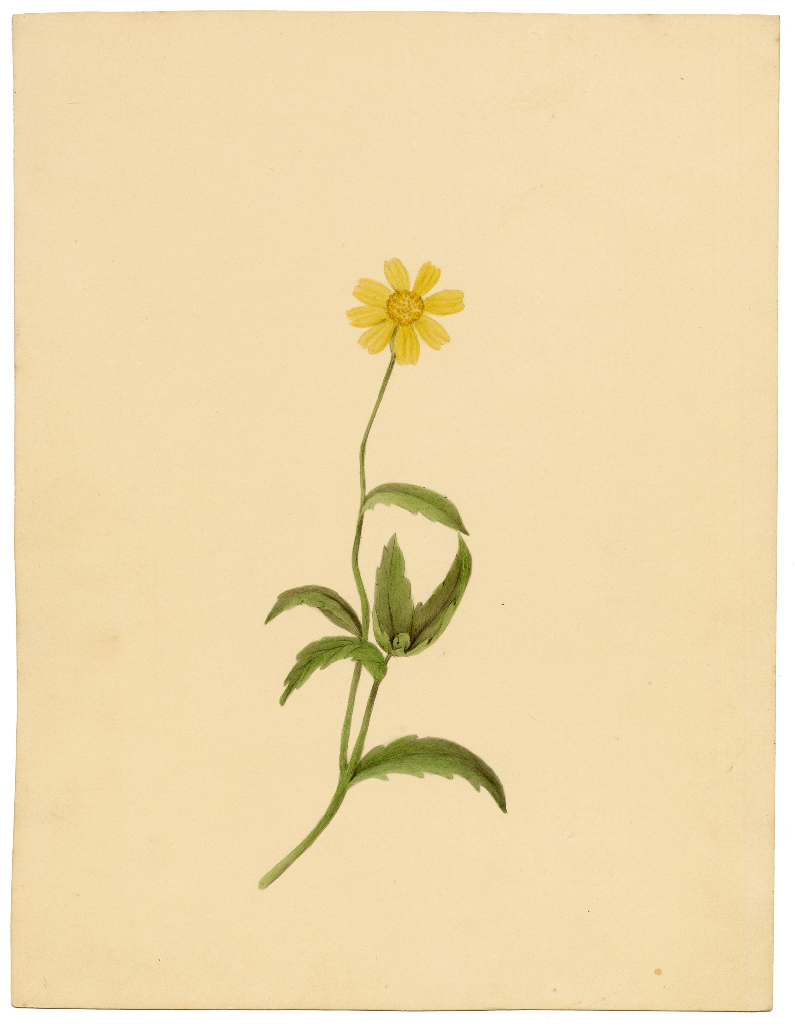Anon., Corn Marigold Flower (Chrysanthemum segetum) – c.1835 watercolour painting