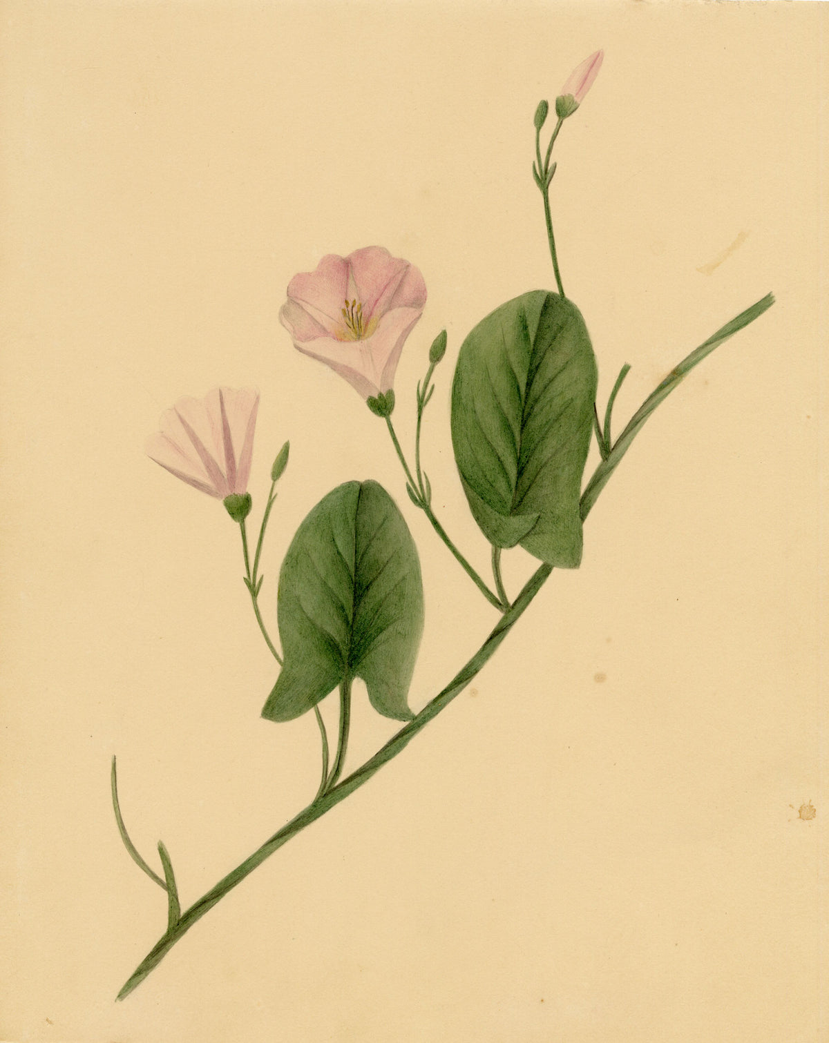 Anon., Field Bindweed Flower (Convolvulus arvensis), Ripon, Yorkshire – c.1835 watercolour painting