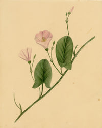 Anon., Field Bindweed Flower (Convolvulus arvensis), Ripon, Yorkshire – c.1835 watercolour painting