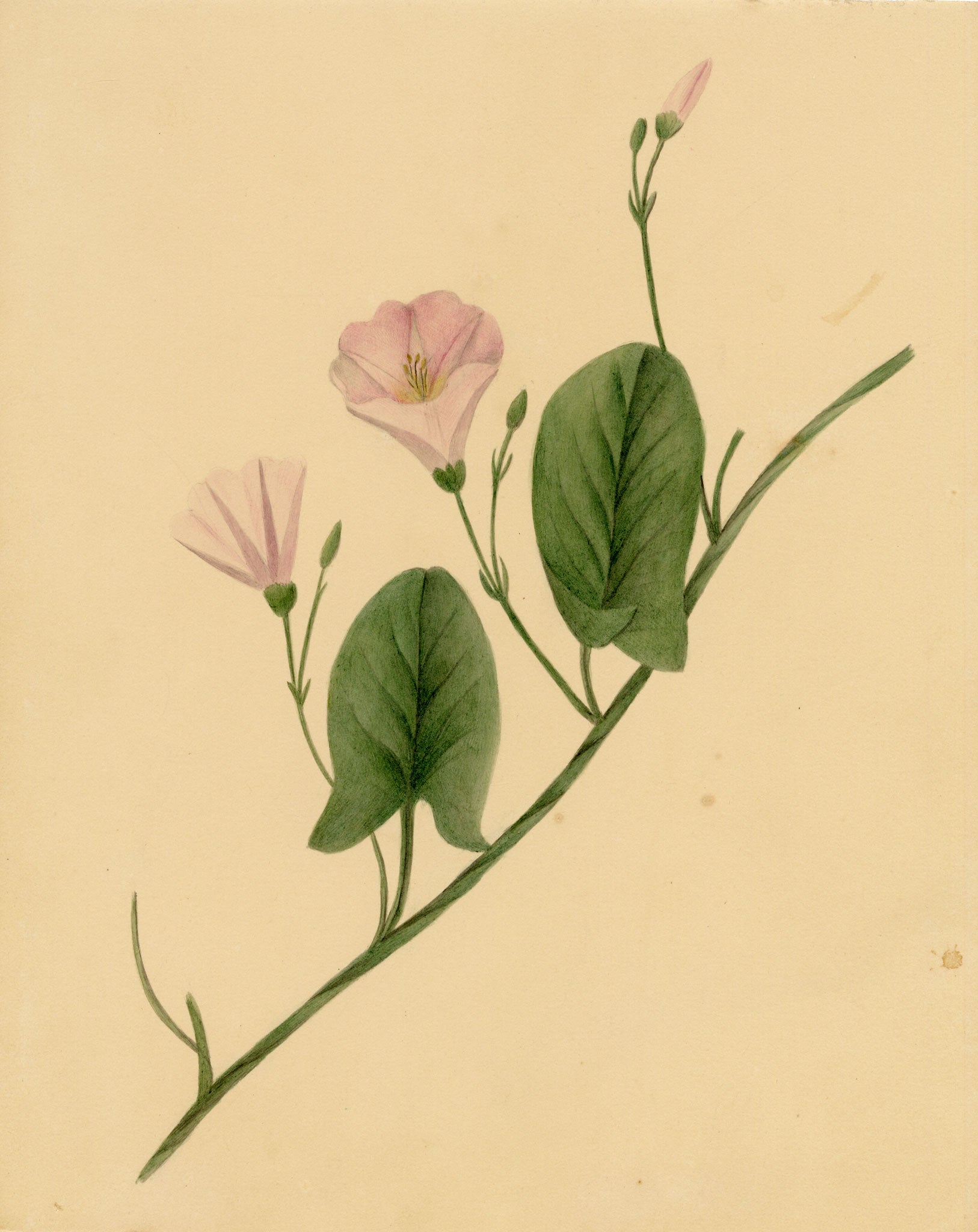 Anon., Field Bindweed Flower (Convolvulus arvensis), Ripon, Yorkshire – c.1835 watercolour painting