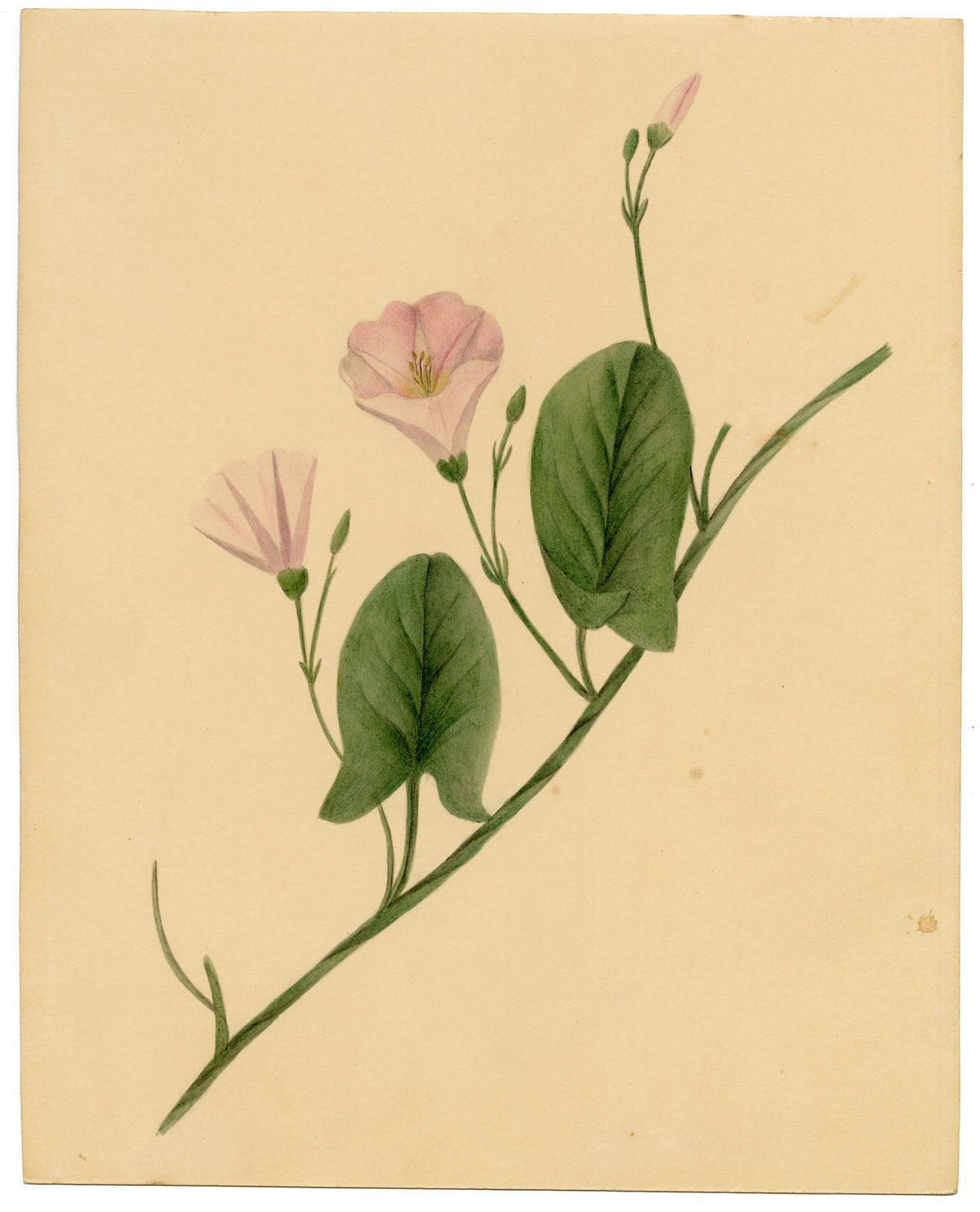 Anon., Field Bindweed Flower (Convolvulus arvensis), Ripon, Yorkshire – c.1835 watercolour painting