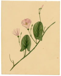 Anon., Field Bindweed Flower (Convolvulus arvensis), Ripon, Yorkshire – c.1835 watercolour painting