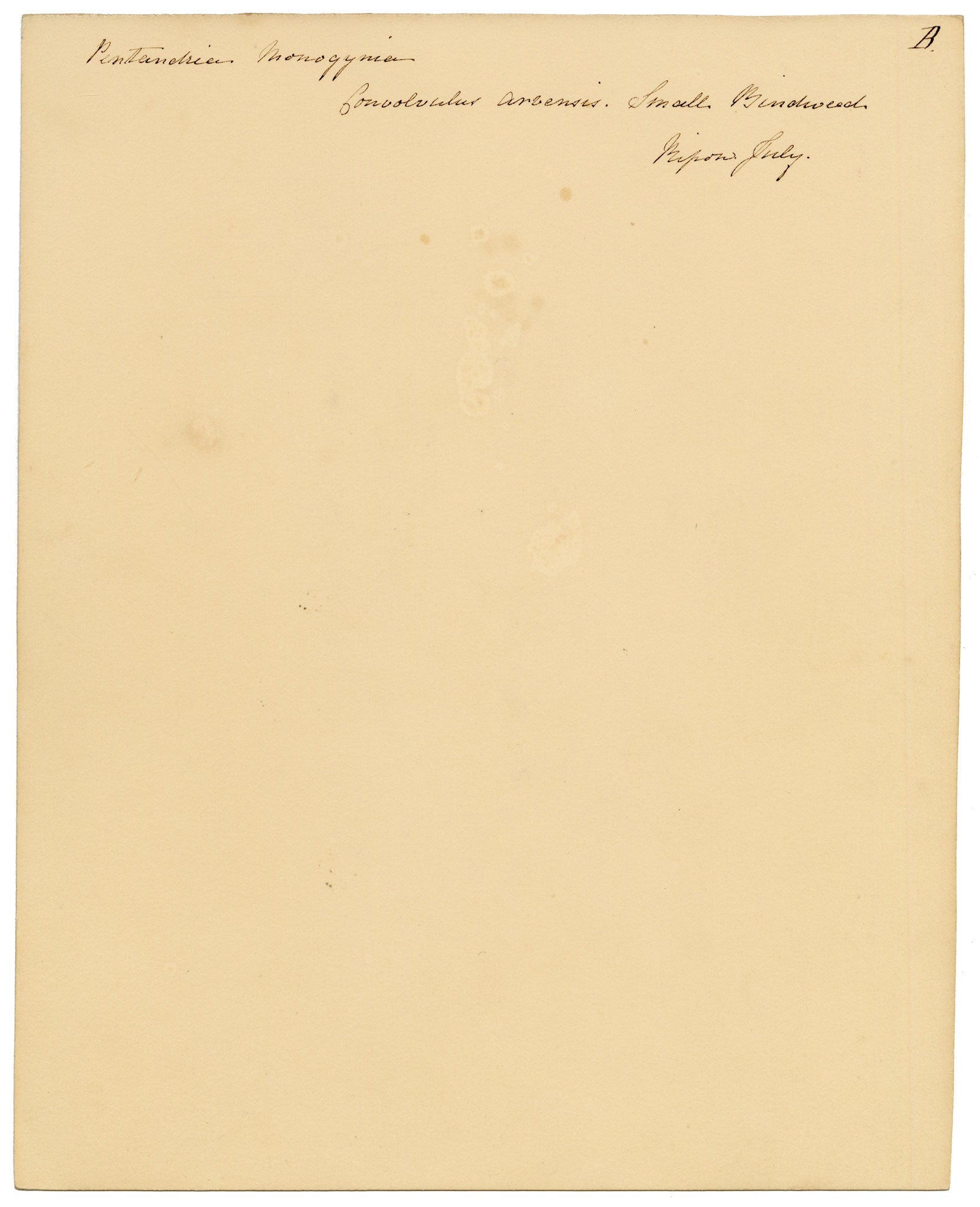 Anon., Field Bindweed Flower (Convolvulus arvensis), Ripon, Yorkshire – c.1835 watercolour painting