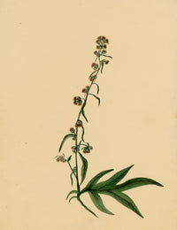 Anon., Mugwort Flower (Artemisia vulgaris) – c.1835 watercolour painting