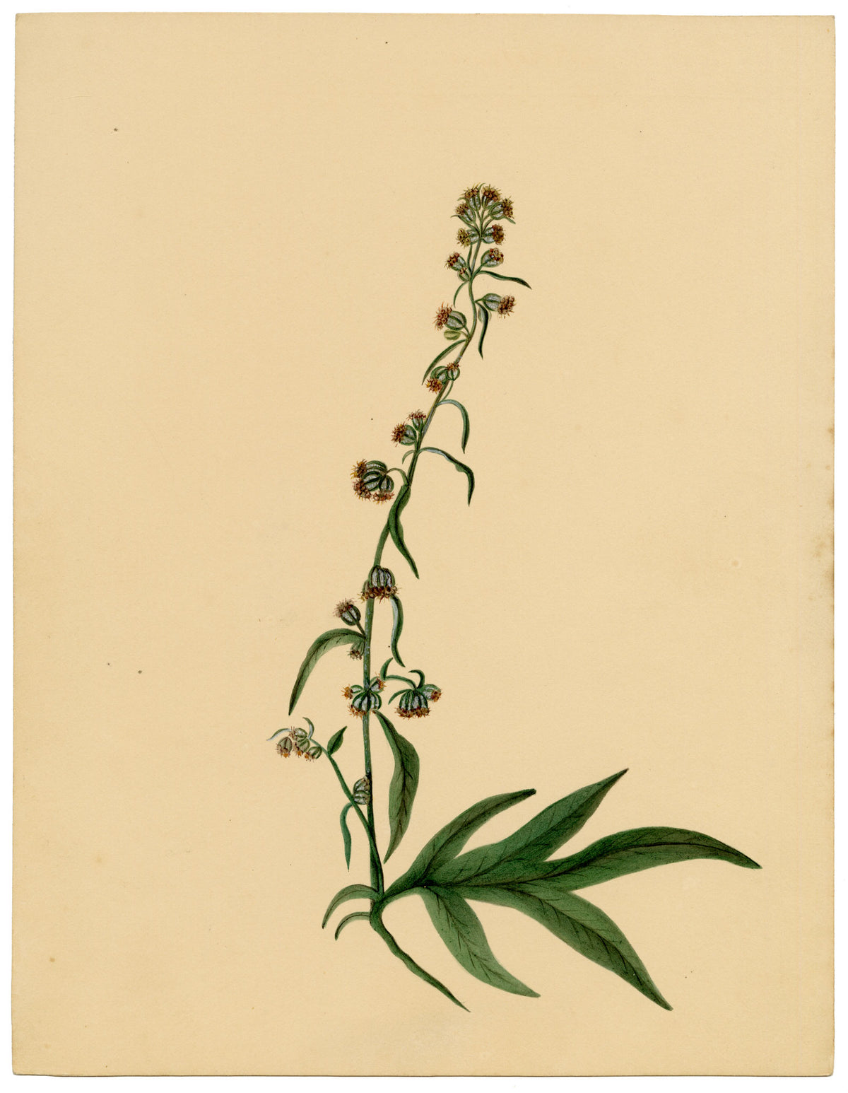 Anon., Mugwort Flower (Artemisia vulgaris) – c.1835 watercolour painting
