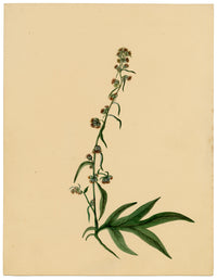 Anon., Mugwort Flower (Artemisia vulgaris) – c.1835 watercolour painting
