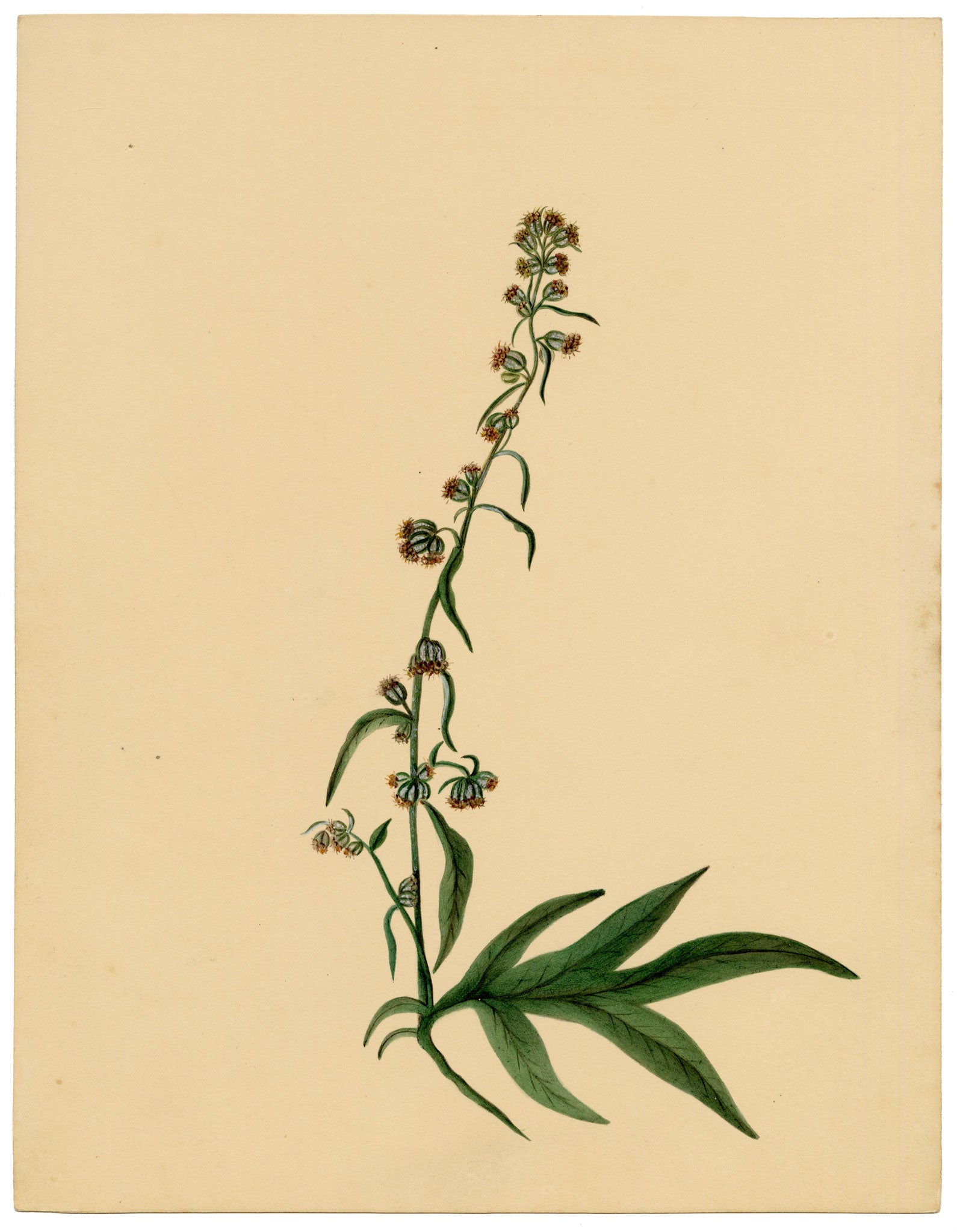 Anon., Mugwort Flower (Artemisia vulgaris) – c.1835 watercolour painting