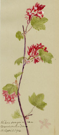 Anon., Flowering Currant (Ribes sanguineum), Broadwater Down, Kent – 1914 watercolour painting