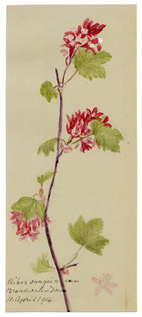 Anon., Flowering Currant (Ribes sanguineum), Broadwater Down, Kent – 1914 watercolour painting