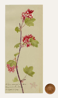 Anon., Flowering Currant (Ribes sanguineum), Broadwater Down, Kent – 1914 watercolour painting