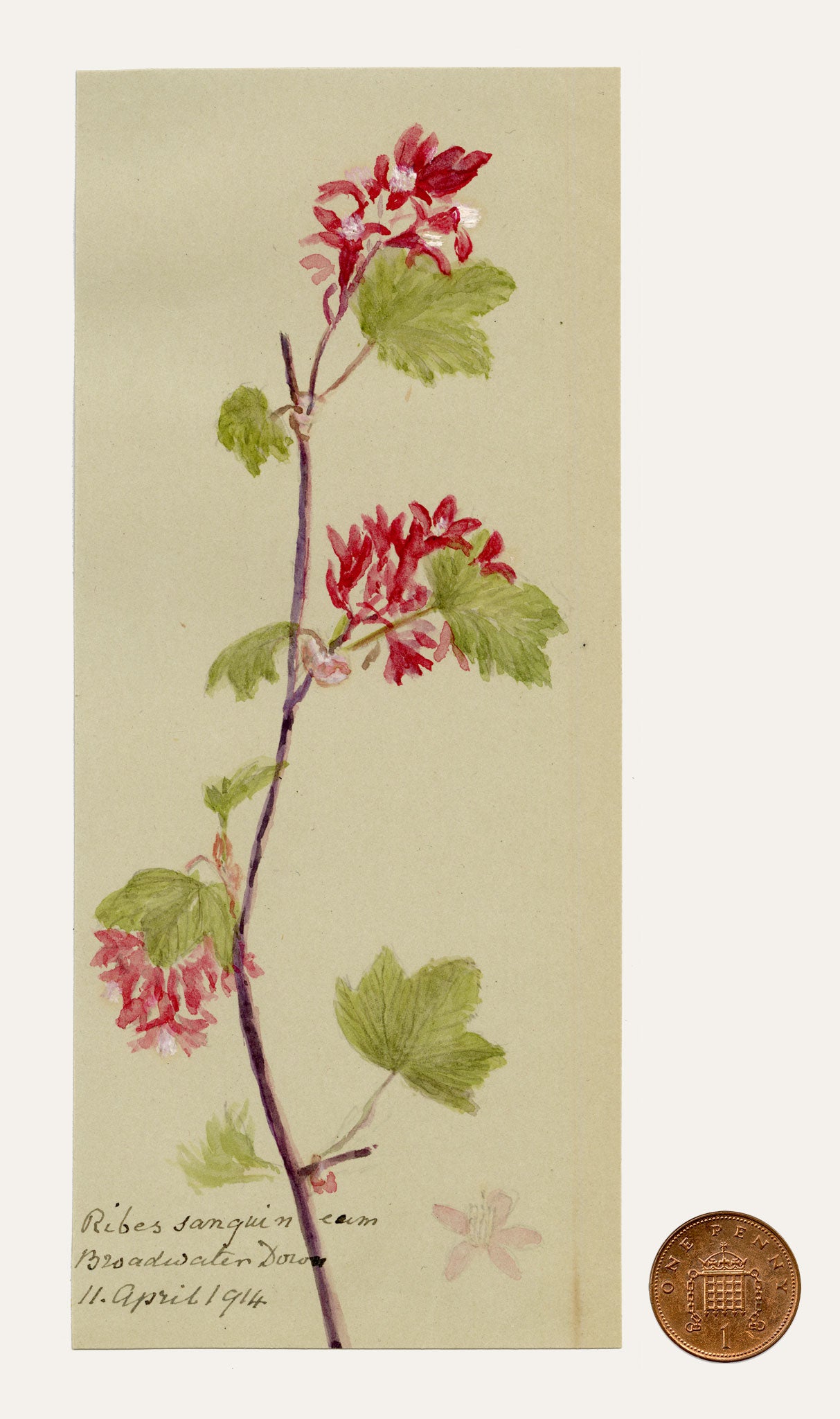 Anon., Flowering Currant (Ribes sanguineum), Broadwater Down, Kent – 1914 watercolour painting