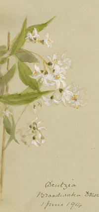 Anon., Deutzia Flowers, Broadwater Down, Kent – 1914 watercolour painting