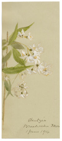 Anon., Deutzia Flowers, Broadwater Down, Kent – 1914 watercolour painting