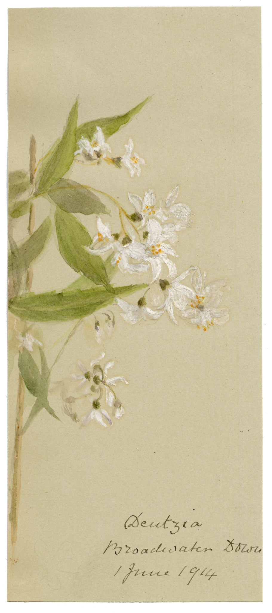 Anon., Deutzia Flowers, Broadwater Down, Kent – 1914 watercolour painting