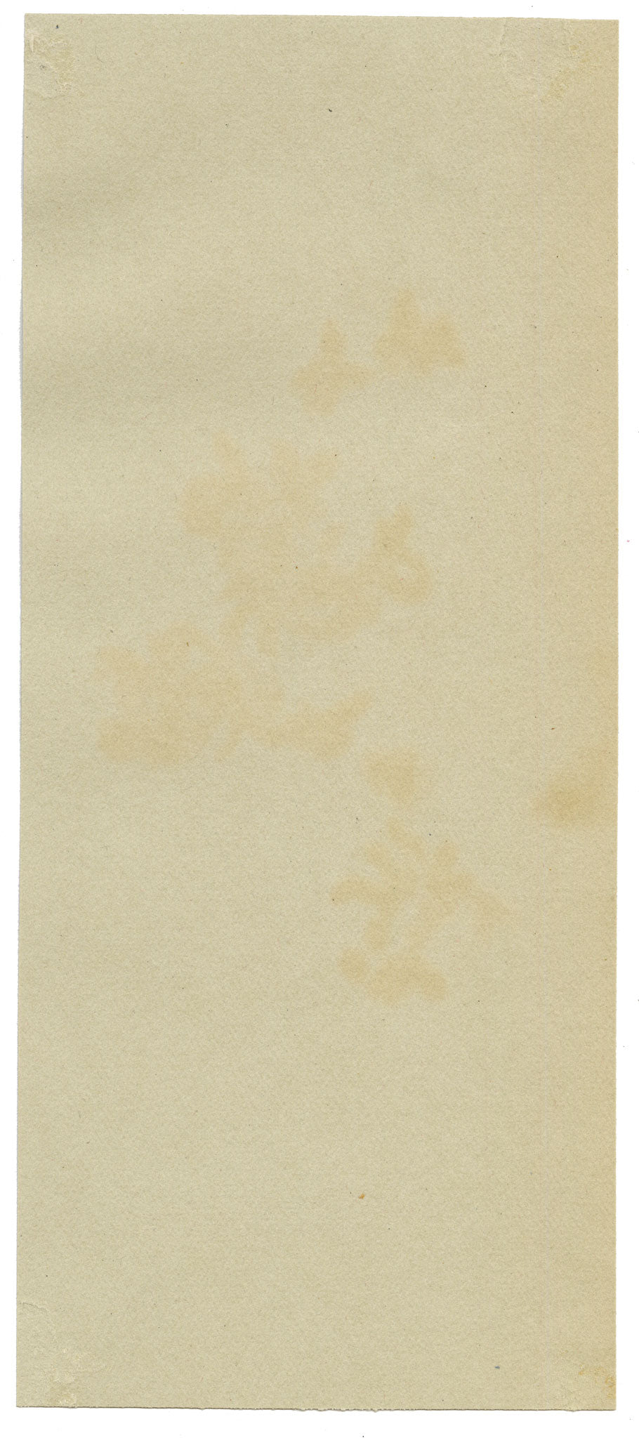 Anon., Deutzia Flowers, Broadwater Down, Kent – 1914 watercolour painting