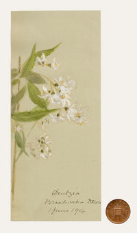 Anon., Deutzia Flowers, Broadwater Down, Kent – 1914 watercolour painting