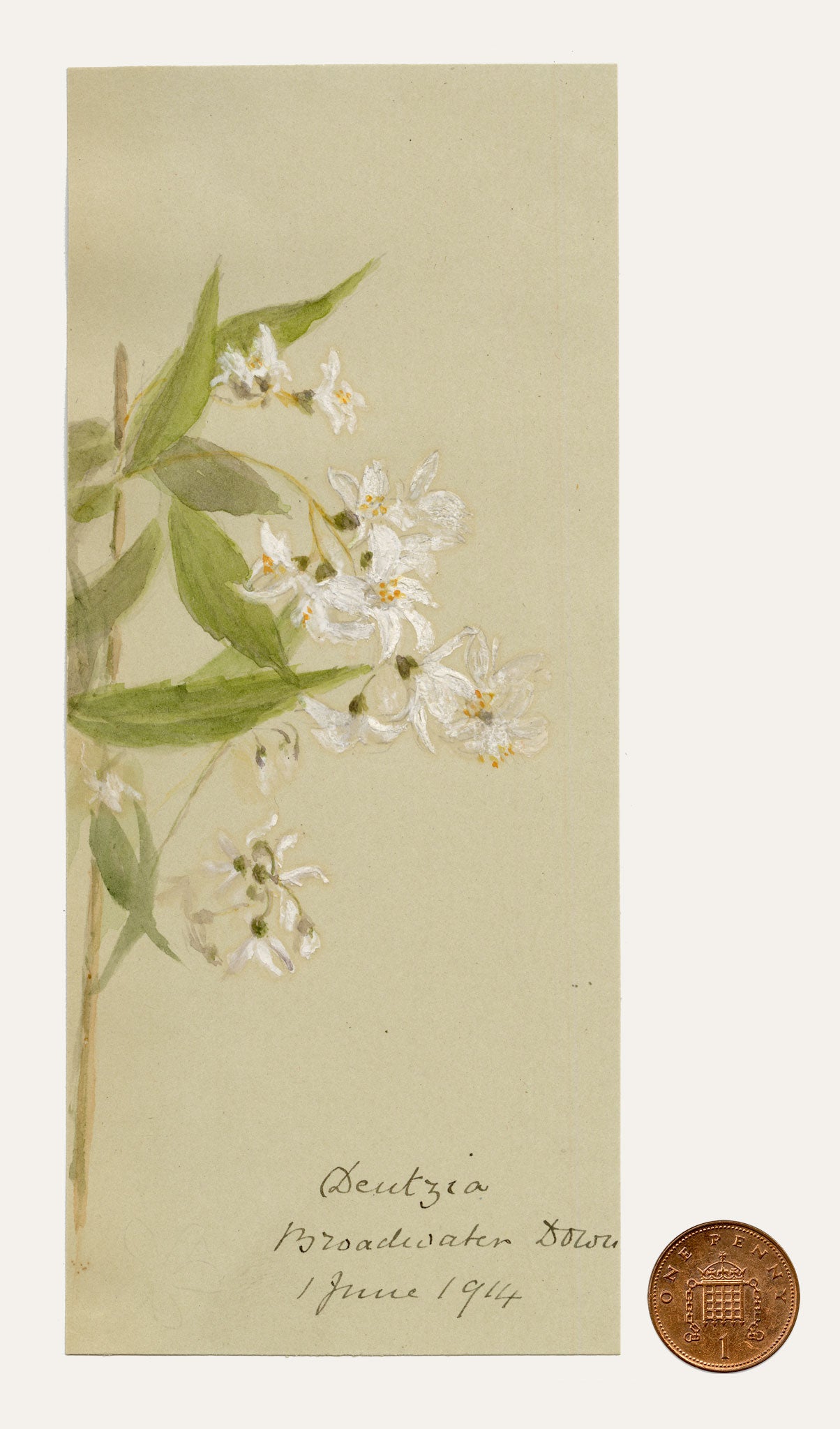 Anon., Deutzia Flowers, Broadwater Down, Kent – 1914 watercolour painting